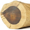 Cedar
