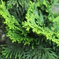 Cypress