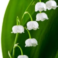 Valley Lily