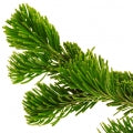 Pine