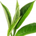 Black Tea