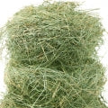 hay