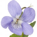 Black Violet