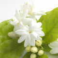 Chinese Jasmine