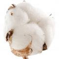 Cotton